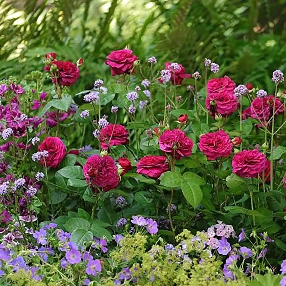 Trandafir Teahibrid roz-violet Deep Secret, cu parfum intens, inflorire repetata si multiplu premiat