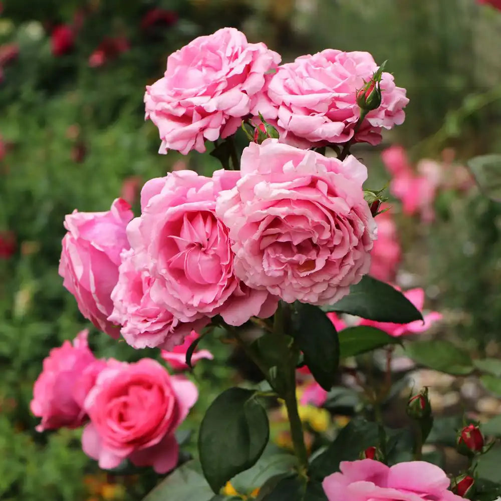 Trandafir Teahibrid roz Desiree, cu parfum intens, inflorire repetata si multiplu premiat