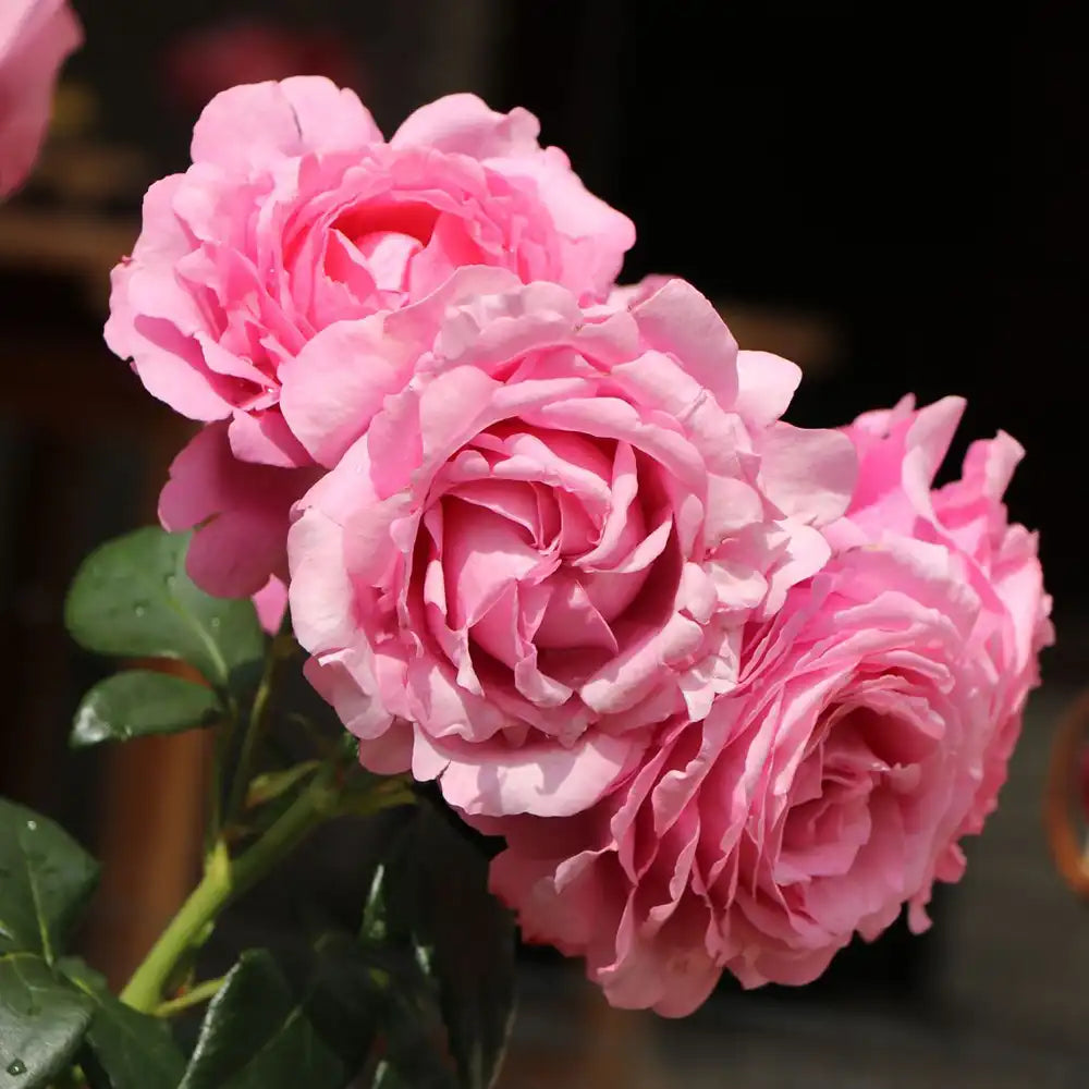 Trandafir Teahibrid roz Desiree, cu parfum intens, inflorire repetata si multiplu premiat