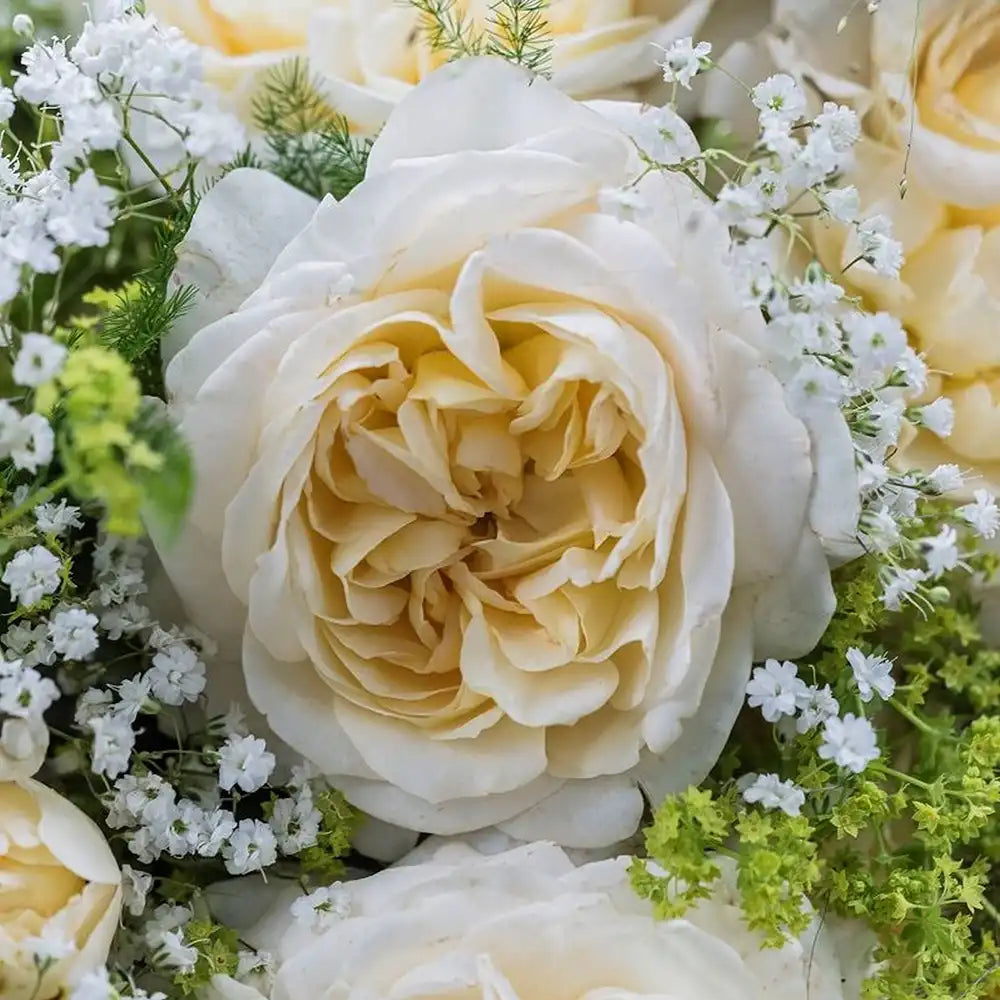 Trandafir Tufa apricot-crem Friedenslicht, cu inflorire repetata si multiplu premiat