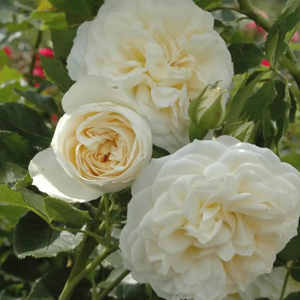 Trandafir Tufa apricot-crem Friedenslicht, cu inflorire repetata si multiplu premiat