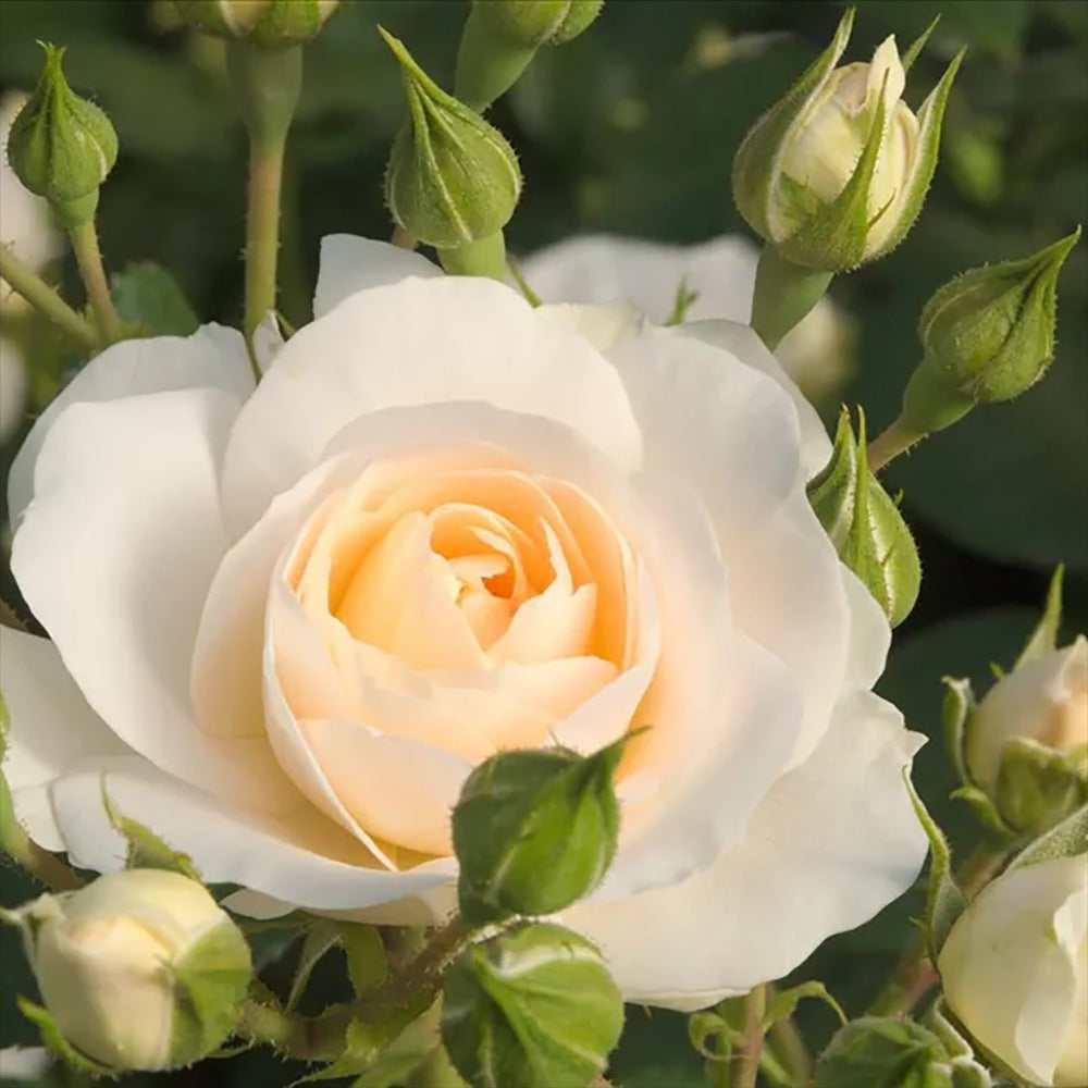 Trandafir Floribunda Martin Luther Rose, inflorire repetata