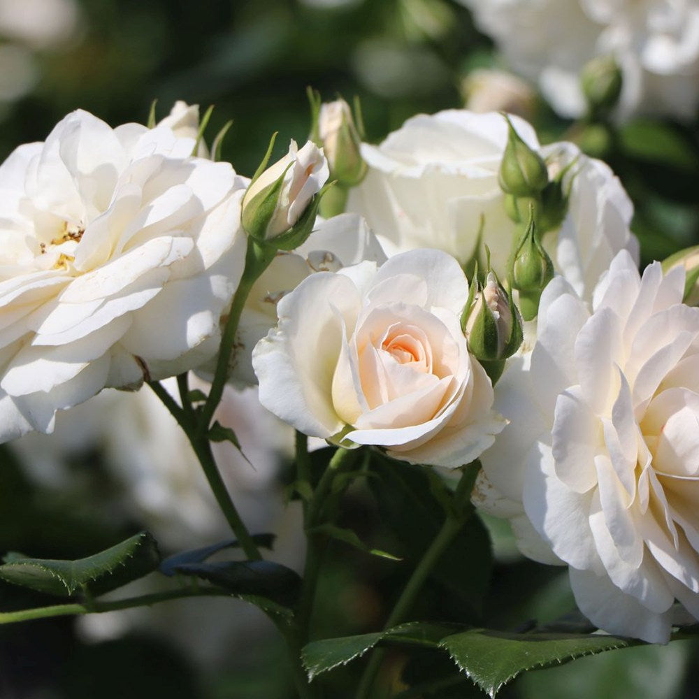Trandafir Floribunda Martin Luther Rose, inflorire repetata