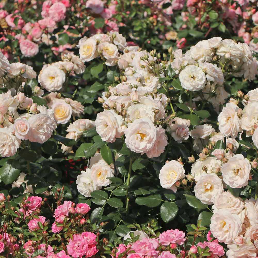 Trandafir Floribunda Martin Luther Rose, inflorire repetata