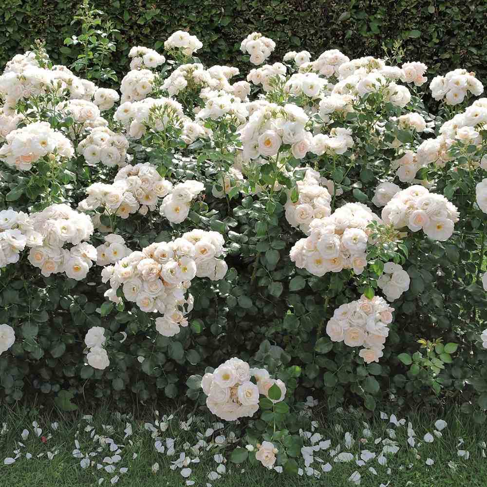 Trandafir Floribunda Martin Luther Rose, inflorire repetata