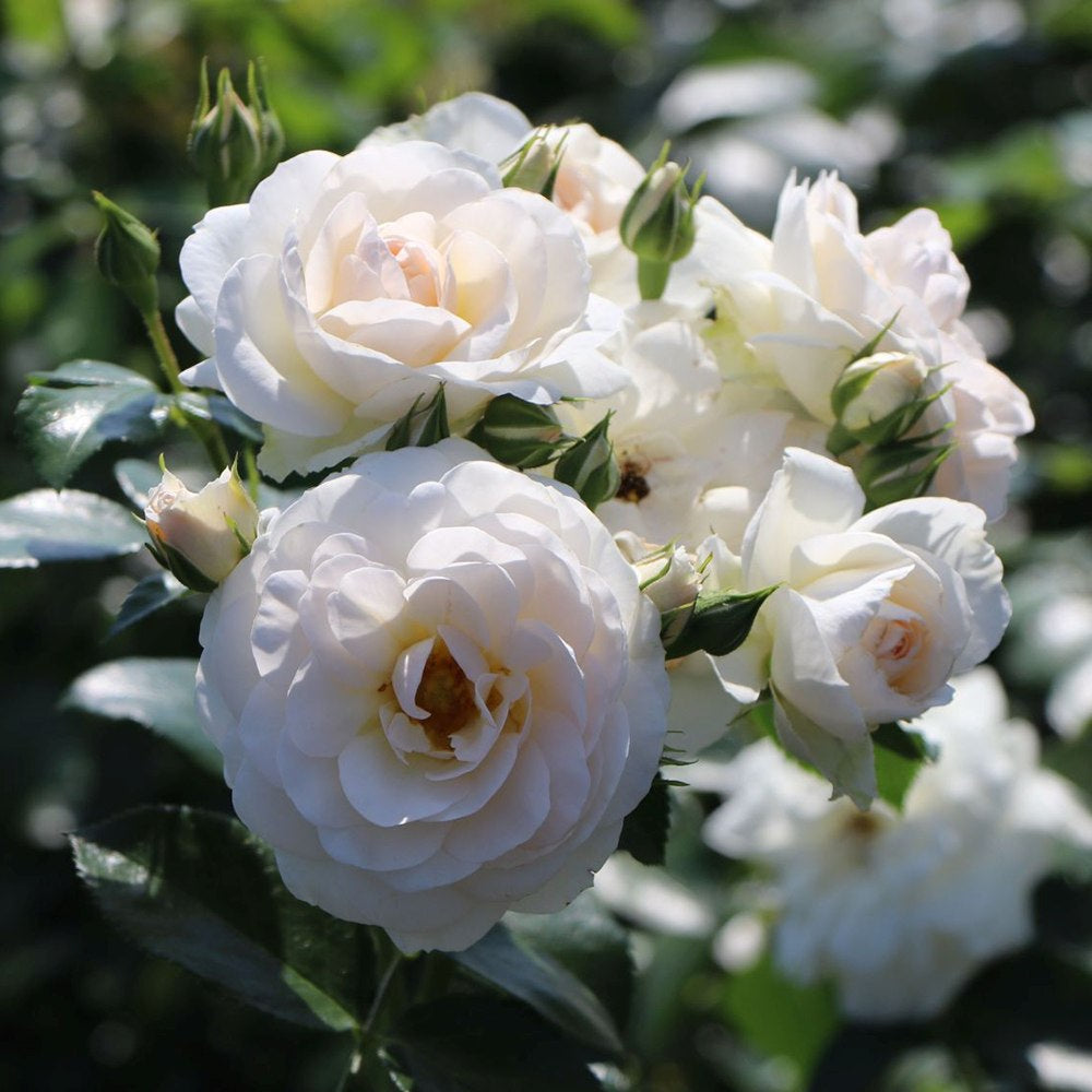 Trandafir Floribunda Martin Luther Rose, inflorire repetata