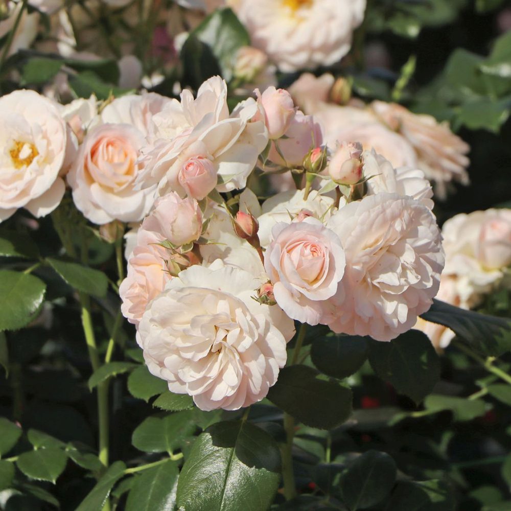 Trandafir Floribunda Martin Luther Rose, inflorire repetata