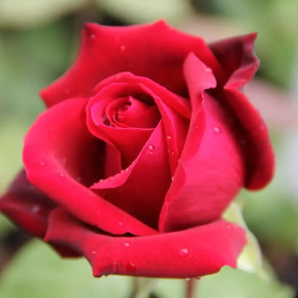 Trandafir Teahibrid rosu Mildred Scheel, cu parfum intens si inflorire repetata