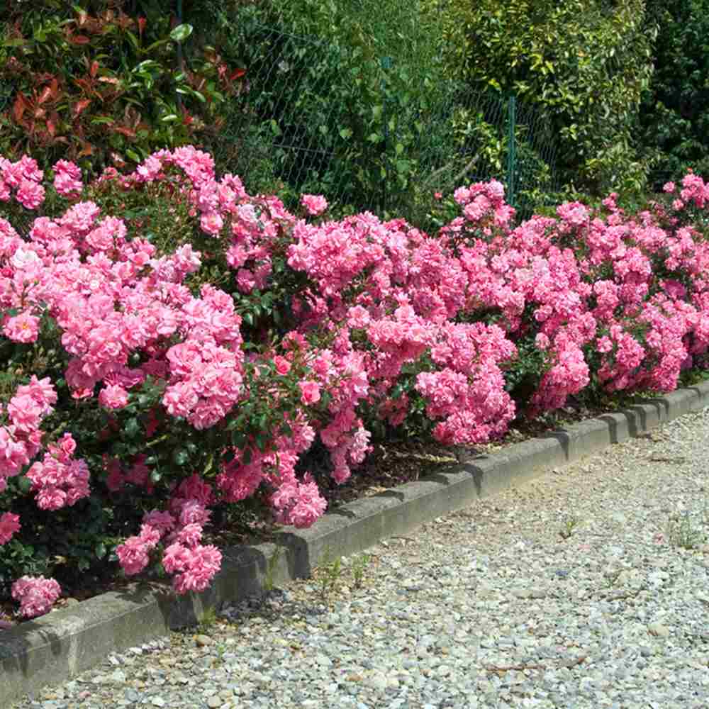 Trandafir tarator roz Mirato, flori parfumate, inflorire repetata si indelungata,