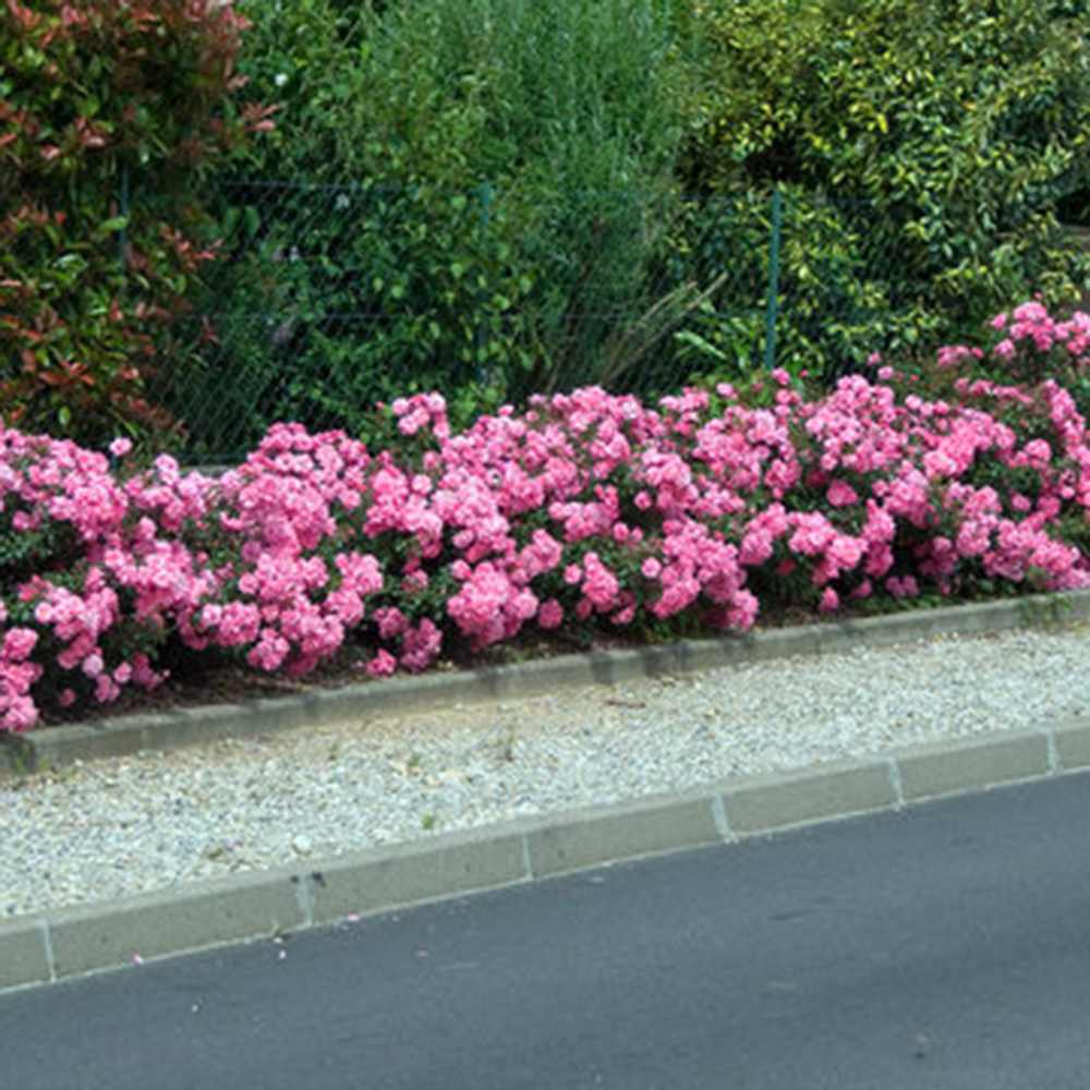 Trandafir tarator roz Mirato, flori parfumate, inflorire repetata si indelungata,