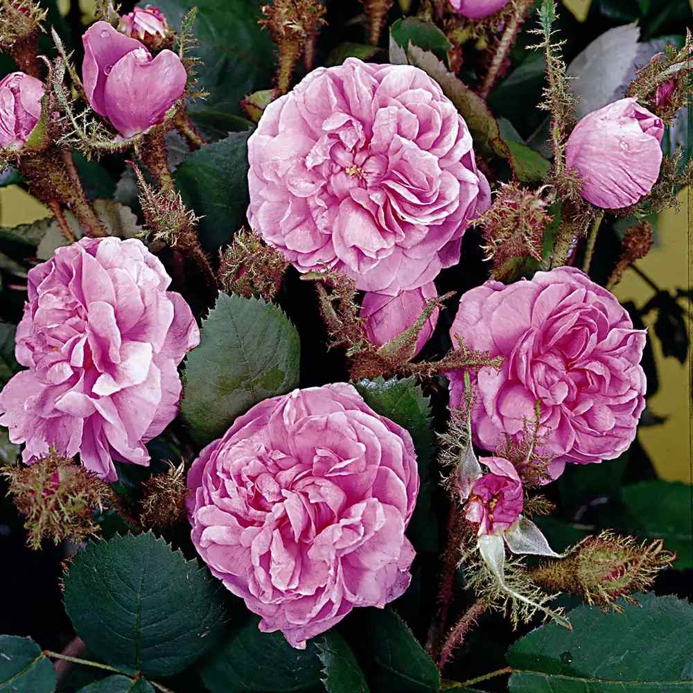 Trandafir Tufa roz Muscosa, cu inflorire repetata