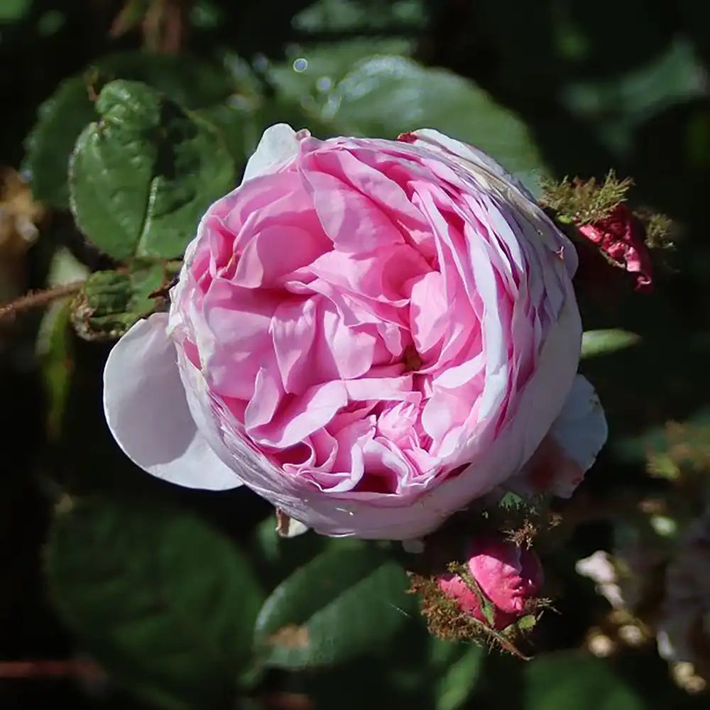 Trandafir Tufa roz Muscosa, cu inflorire repetata