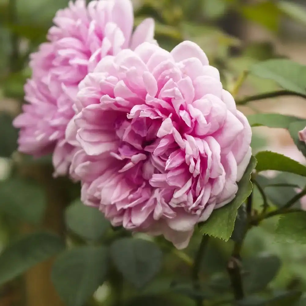 Trandafir Tufa roz Muscosa, cu inflorire repetata