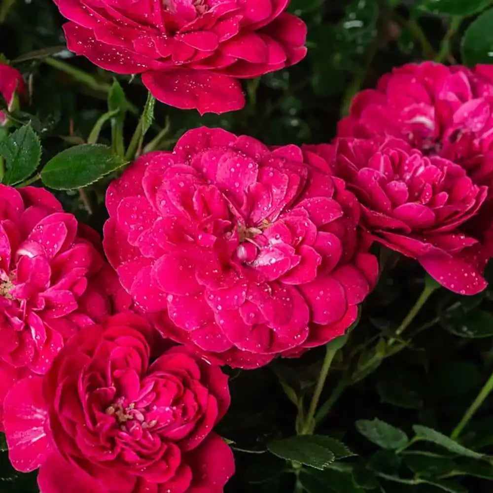 Trandafir tarator roz-magenta Hobby, cu inflorire repetata