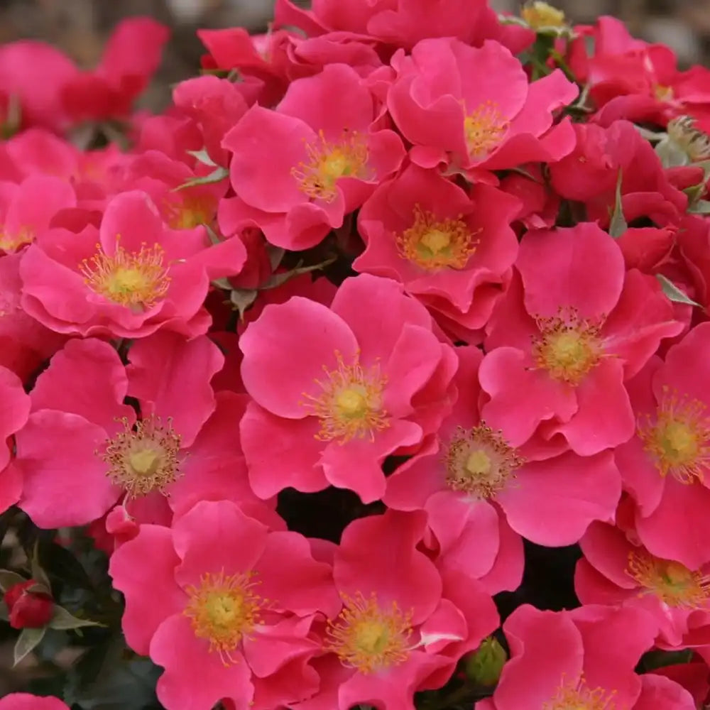 Trandafir tarator roz-somon Stadt Rom, cu inflorire repetata si multipremiat cu medalii de aur