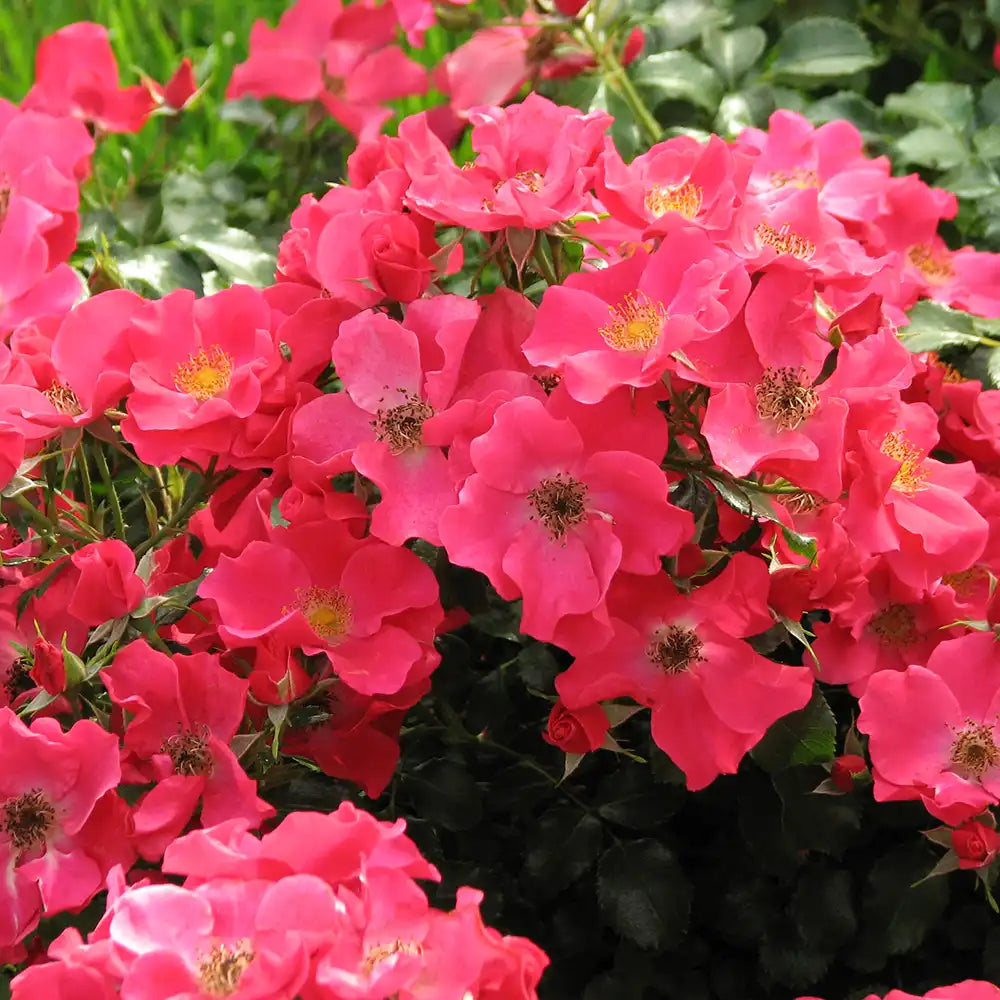 Trandafir tarator roz-somon Stadt Rom, cu inflorire repetata si multipremiat cu medalii de aur