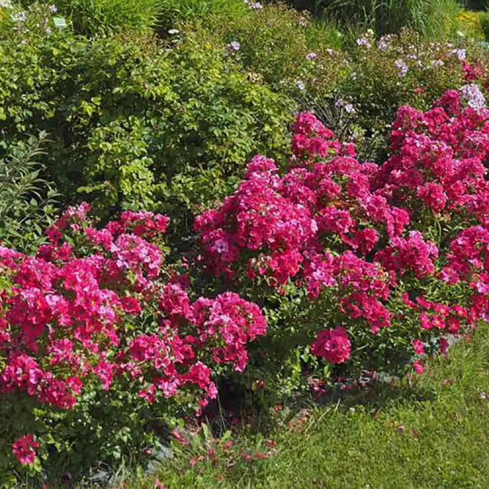 Trandafir tarator roz-somon Stadt Rom, cu inflorire repetata si multipremiat cu medalii de aur