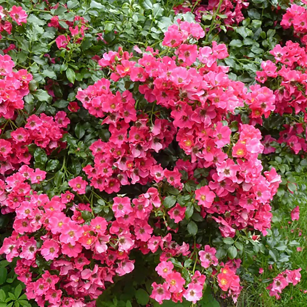 Trandafir tarator roz-somon Stadt Rom, cu inflorire repetata si multipremiat cu medalii de aur