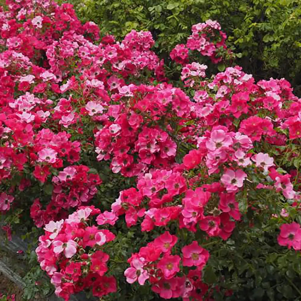 Trandafir tarator roz-somon Stadt Rom, cu inflorire repetata si multipremiat cu medalii de aur