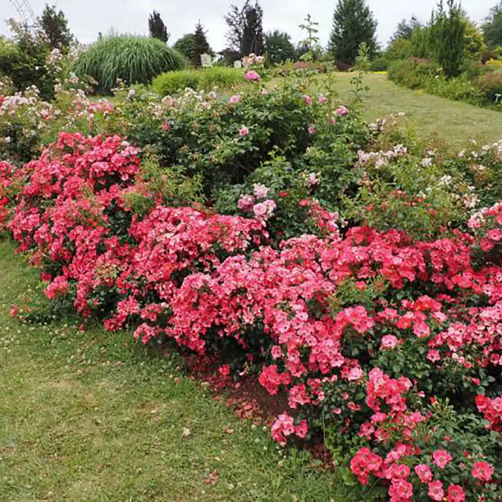 Trandafir tarator roz-somon Stadt Rom, cu inflorire repetata si multipremiat cu medalii de aur