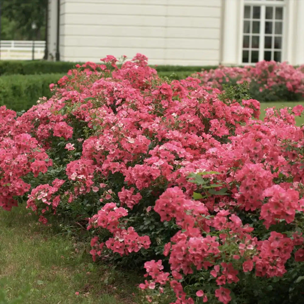 Trandafir tarator roz-somon Stadt Rom, cu inflorire repetata si multipremiat cu medalii de aur