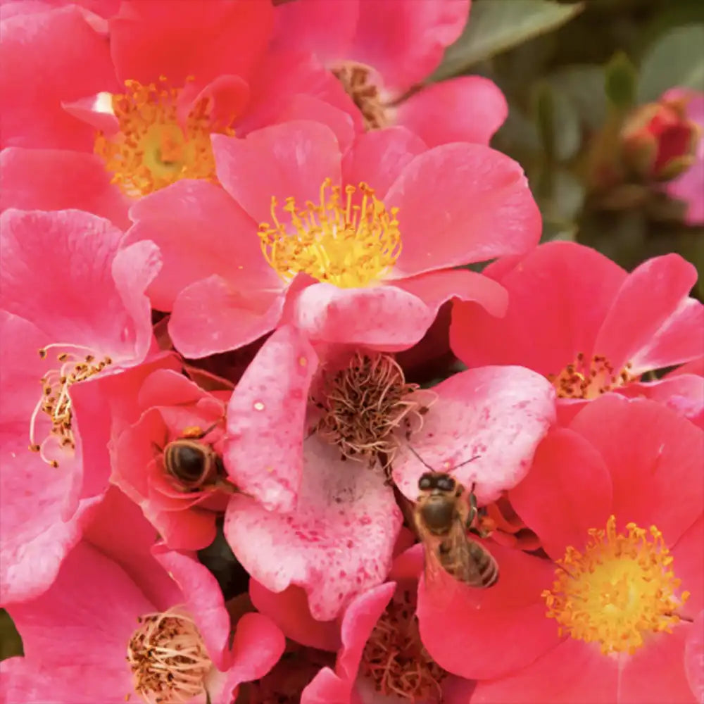 Trandafir tarator roz-somon Stadt Rom, cu inflorire repetata si multipremiat cu medalii de aur