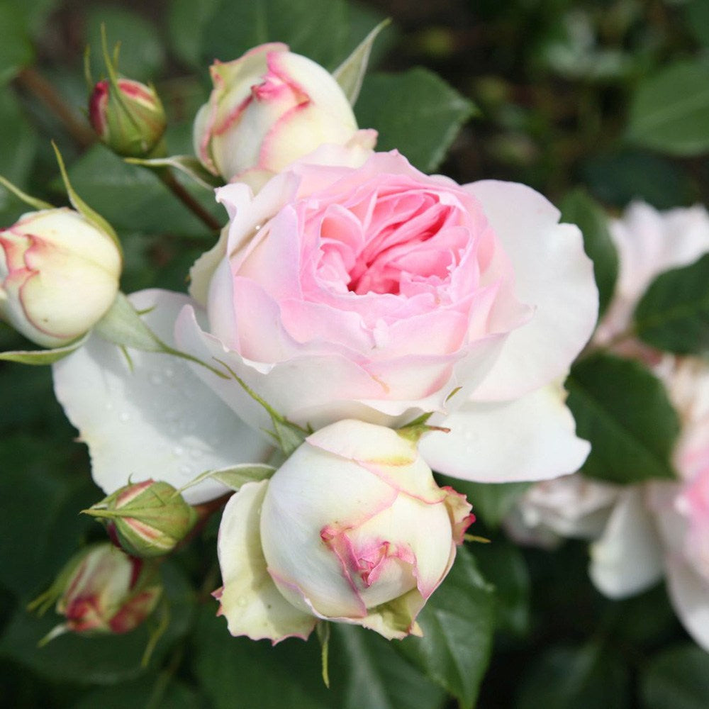 Trandafir Teahibrid roz-pal Stephanie Baronin zu Guttenberg, cu parfum dulce