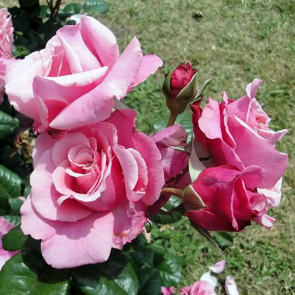 Trandafir Teahibrid roz-violet Wildberry, cu parfum intens si inflorire repetata