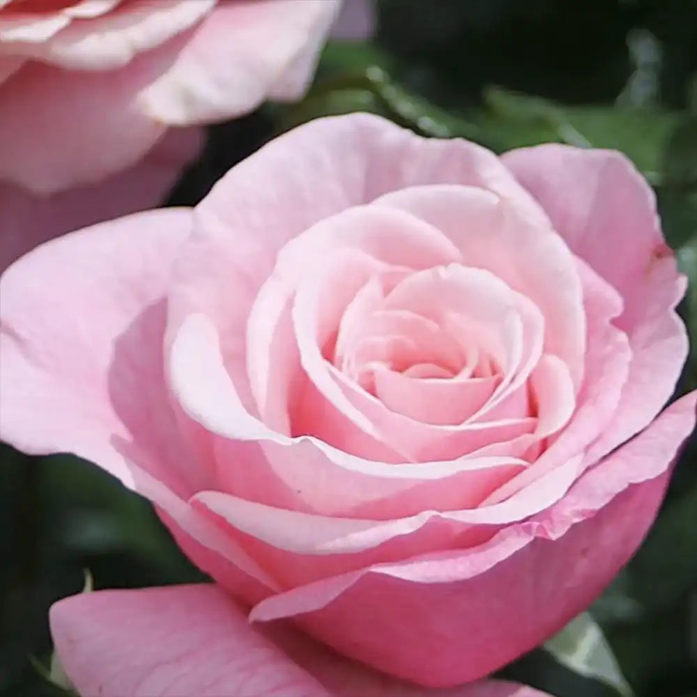 Trandafir Teahibrid roz-violet Wildberry, cu parfum intens si inflorire repetata