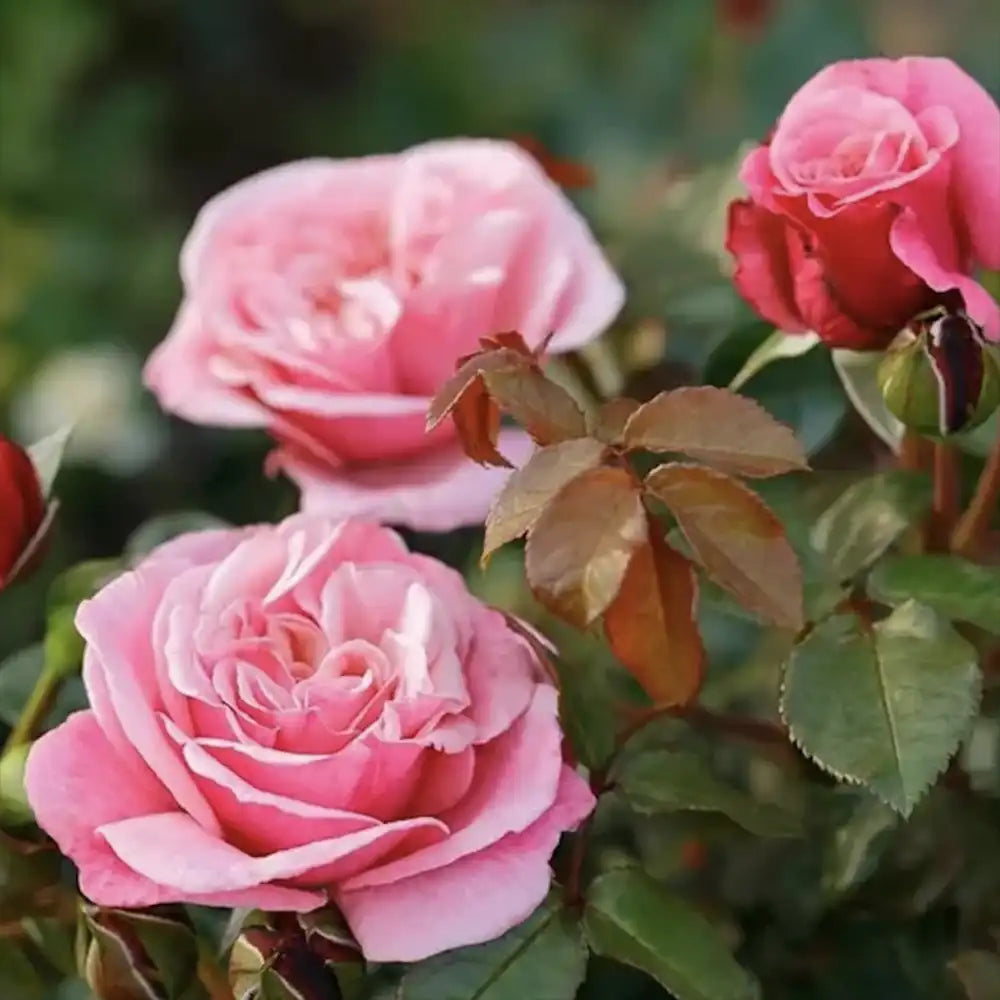 Trandafir Teahibrid roz-violet Wildberry, cu parfum intens si inflorire repetata