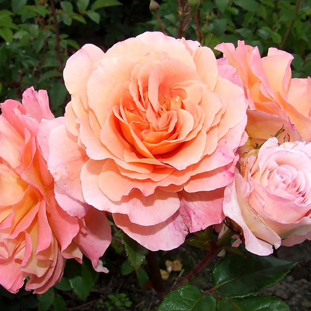 Trandafir Teahibrid roz-sampanie-piersica Augusta Luise, inflorire repetata