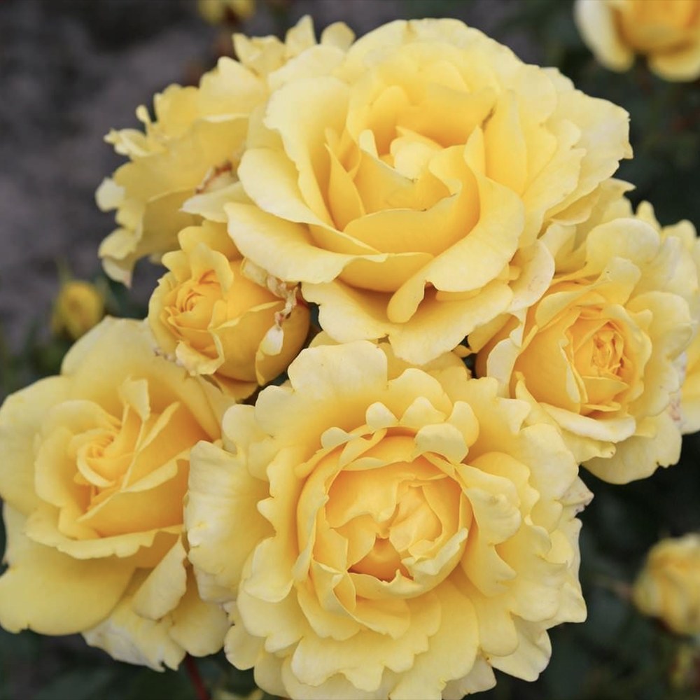 Trandafir Pomisor galben Sunmaid, parfum puternic, inflorire repetata, pentru ghiveci si gradina