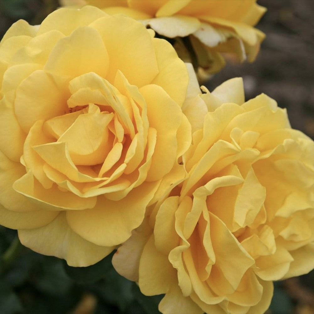 Trandafir Pomisor galben Sunmaid, parfum puternic, inflorire repetata, pentru ghiveci si gradina