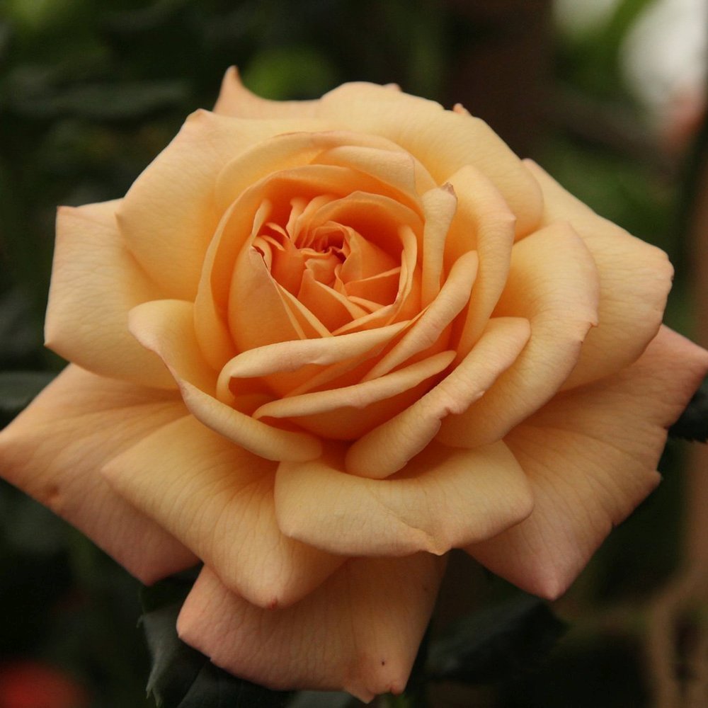 Trandafir Catarator Susie, cu flori cais -piersica auriu cu inflorire repetata si flori parfumate, ideal pentru pergole, garduri si ziduri