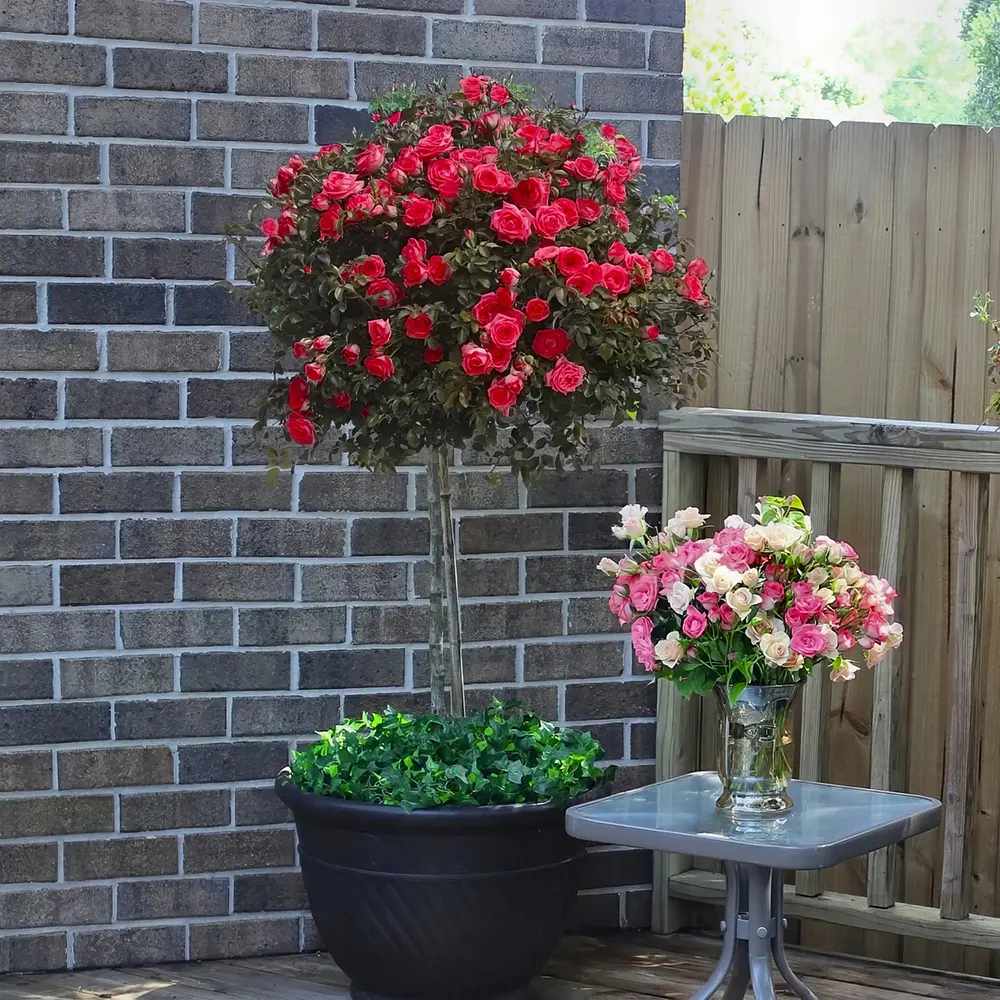 Trandafir Pomisor Teahibrid Manora, cu flori parfumate rosii, inflorire repetata si decorativ