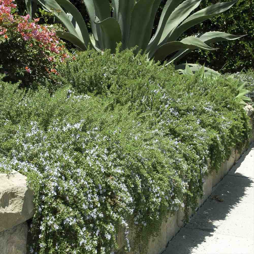 Rozmarin tarator in ghiveci, vesnic verde, foarte aromatic, pentru soare, ghiveci si gradini mediteraneene