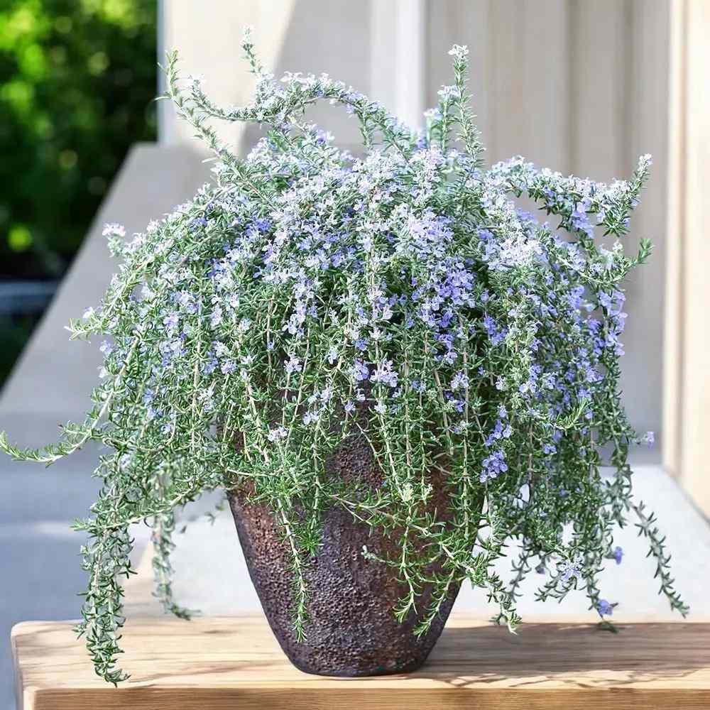 Rozmarin tarator in ghiveci, vesnic verde, foarte aromatic, pentru soare, ghiveci si gradini mediteraneene