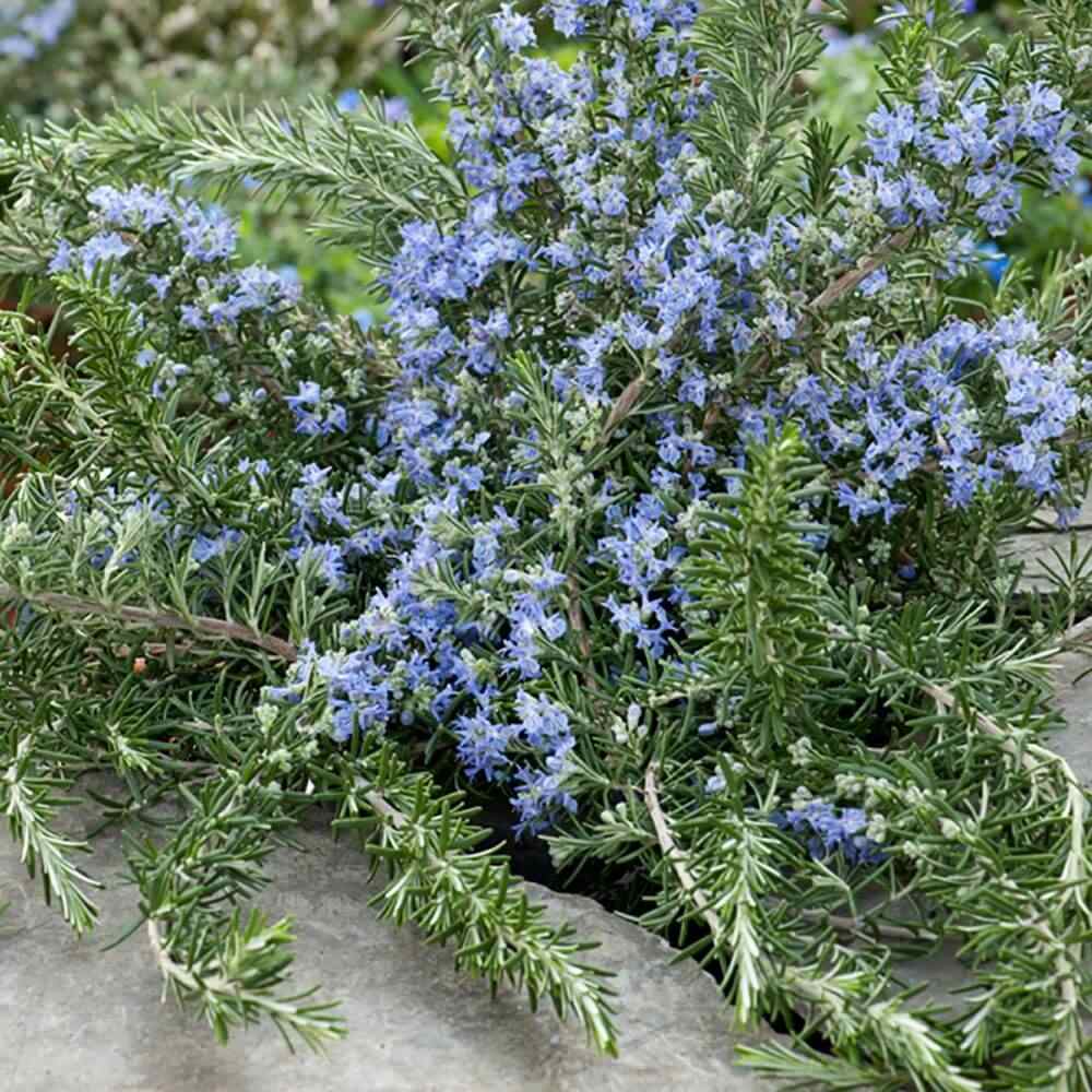 Rozmarin tarator in ghiveci, vesnic verde, foarte aromatic, pentru soare, ghiveci si gradini mediteraneene