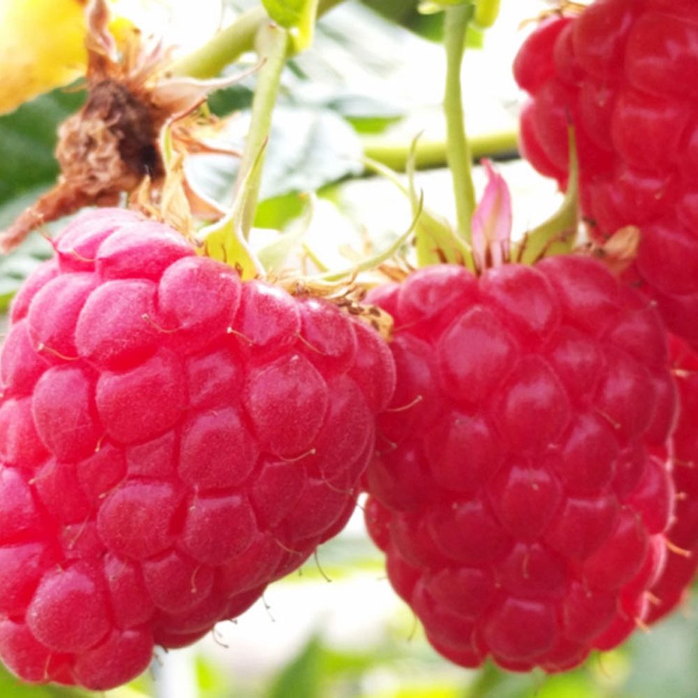Zmeur remontant productiv Amal Red (Rubus idaeus), fructe rosii mari, productie abundenta, an 3 pe rod, 160-180 cm inaltime pana la sfarsit de sezon
