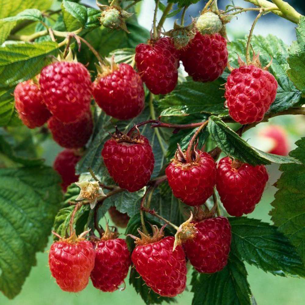 Zmeur remontant productiv Angel (Rubus idaeus), fructe rosii mari, productie dubla, tufis viguros pentru gradina, an 3 pe rod, 160-180 cm inaltime pana la sfarsit de sezon