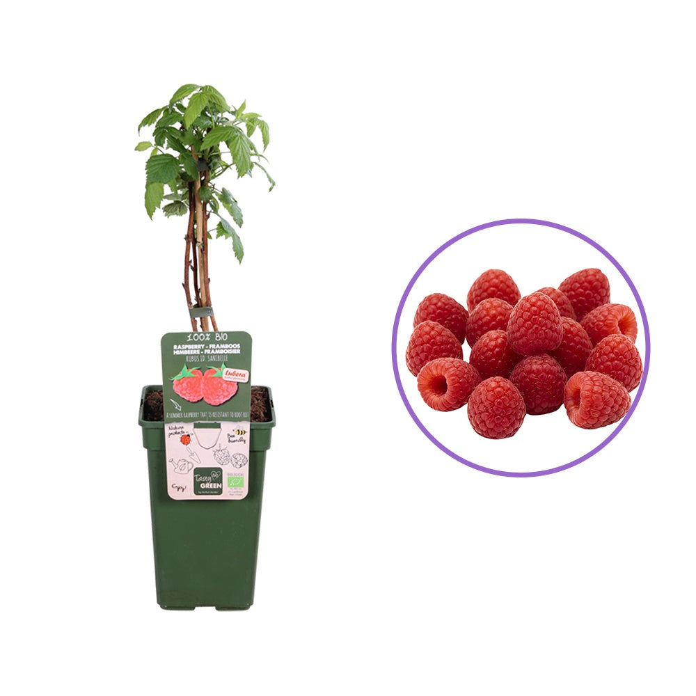 Zmeur Sanibelle, remontant, cu fructe dulce-acrisor, productiva, aromata