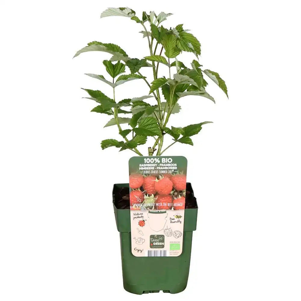 Zmeura Summerchef cu aroma intensa si fructe mari ideale pentru deserturi, an 1 pe rod