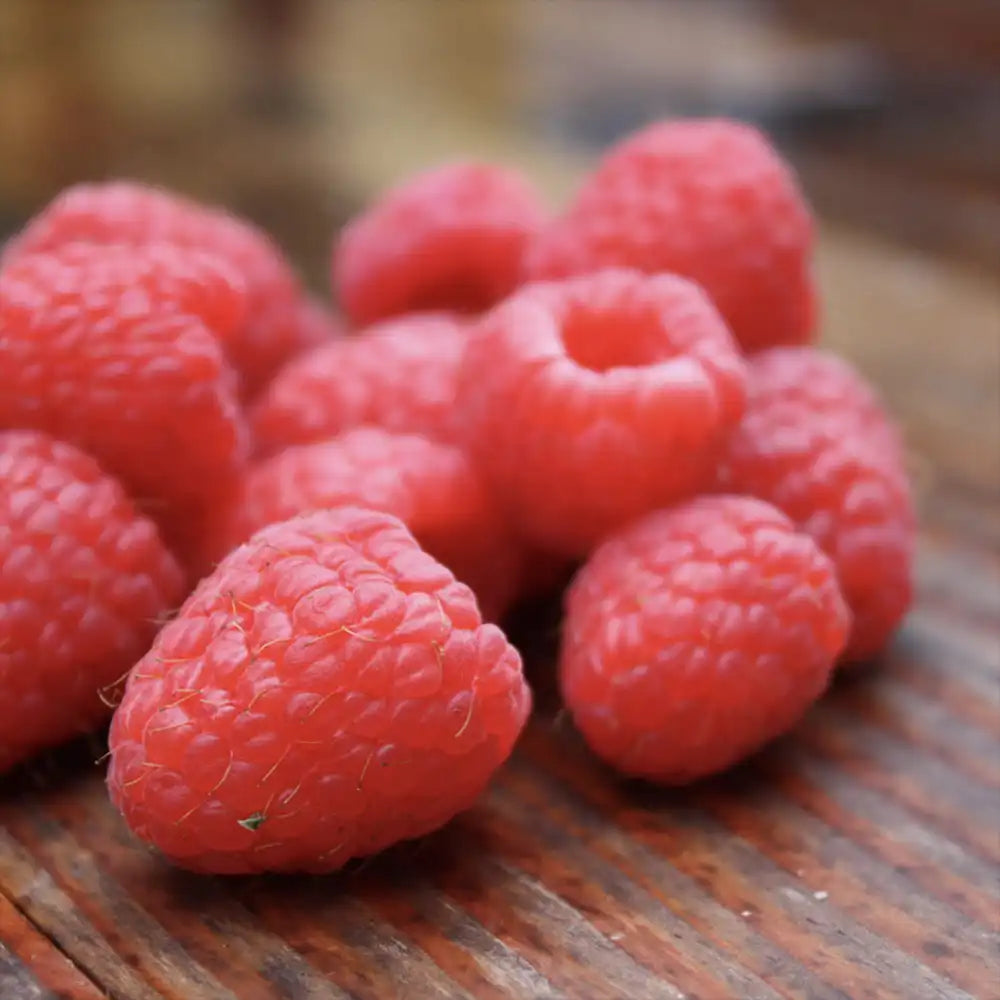 Zmeura Summerchef cu aroma intensa si fructe mari ideale pentru deserturi, an 1 pe rod