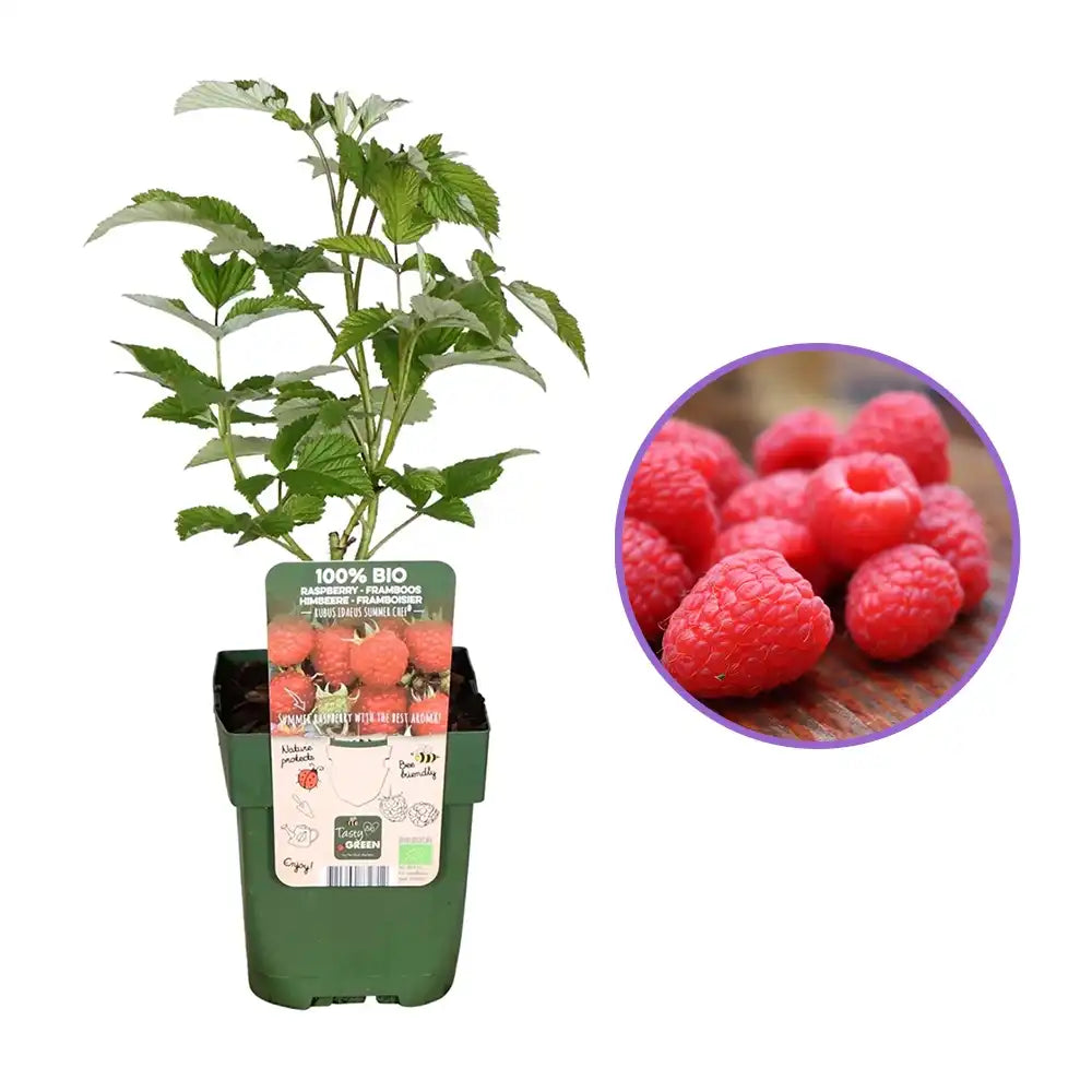 Zmeura Summerchef cu aroma intensa si fructe mari ideale pentru deserturi, an 1 pe rod