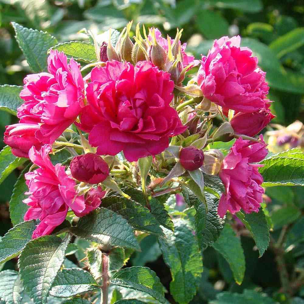 Trandafir Tufa Rosa Rugosa F.J.Grootendorst, cu flori rosii si parfum zimtat