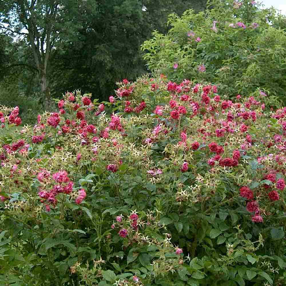 Trandafir Tufa Rosa Rugosa F.J.Grootendorst, cu flori rosii si parfum zimtat