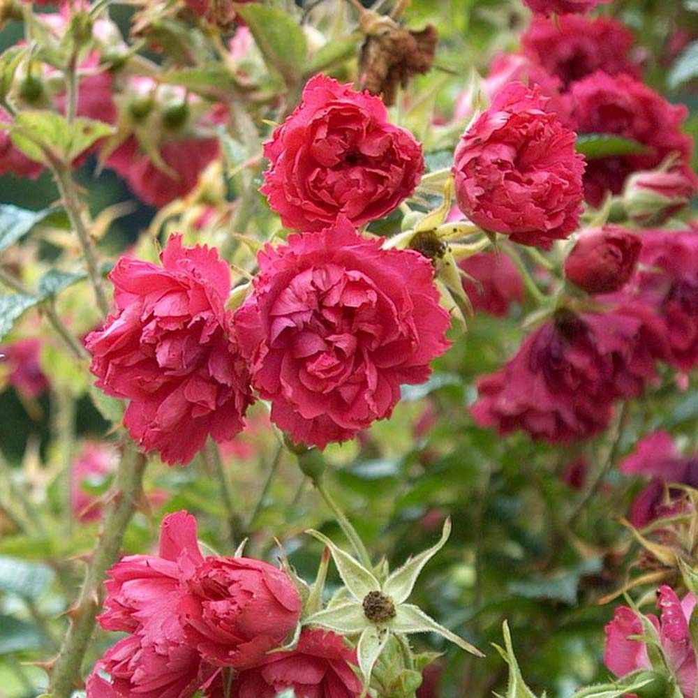 Trandafir Tufa Rosa Rugosa F.J.Grootendorst, cu flori rosii si parfum zimtat