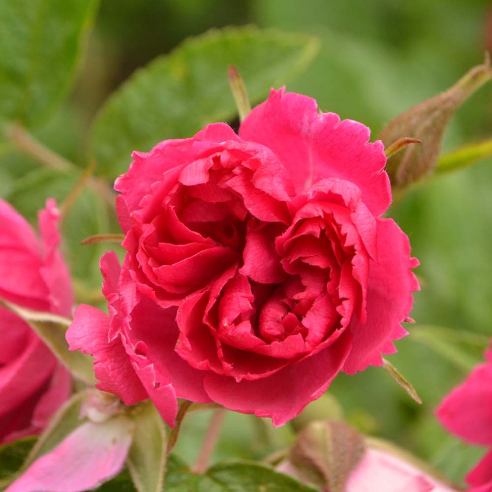 Trandafir Tufa Rosa Rugosa F.J.Grootendorst, cu flori rosii si parfum zimtat