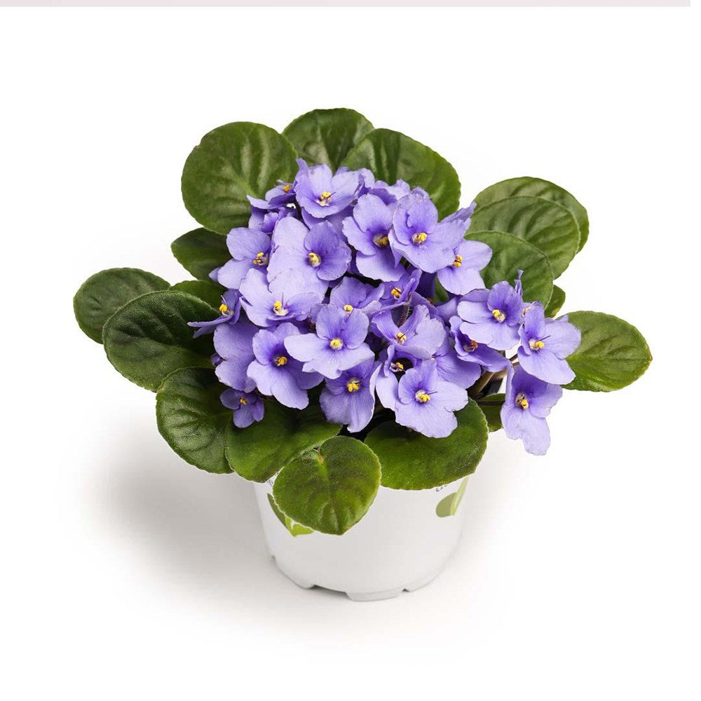 Violeta de Parma, Saintpaulia More Lips, cu flori albastre, plante inflorita, de interior, intretinere minima