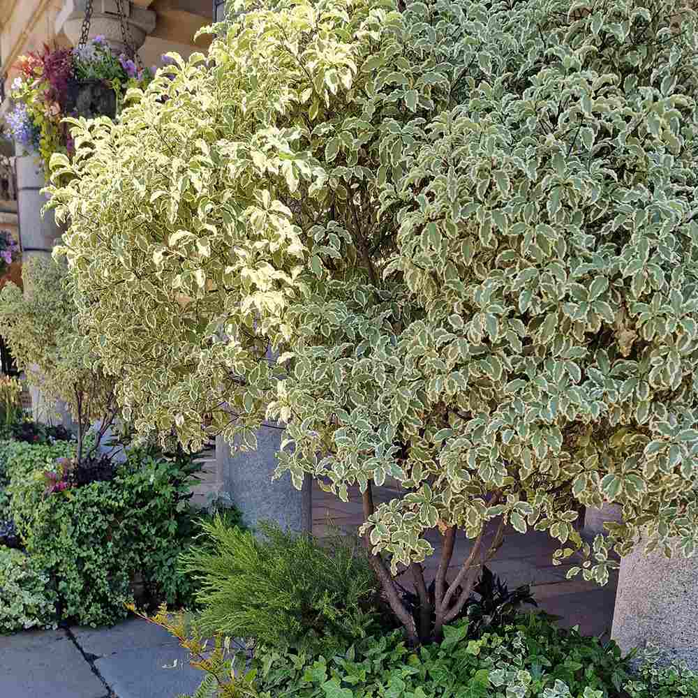 Salba Japoneza Euonimus Bravo